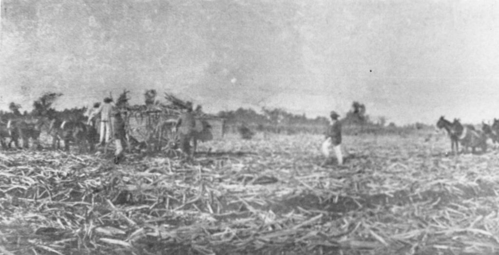 Image of sugar cane workers in a field