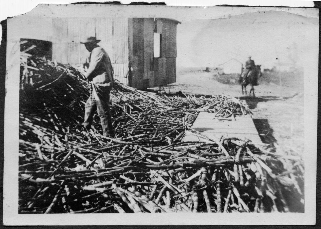 image of a worker harvesting sugar cane as a man on horseback approaches